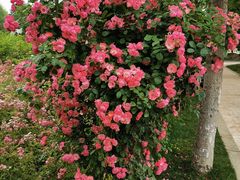 -昆山城市生态森林公园