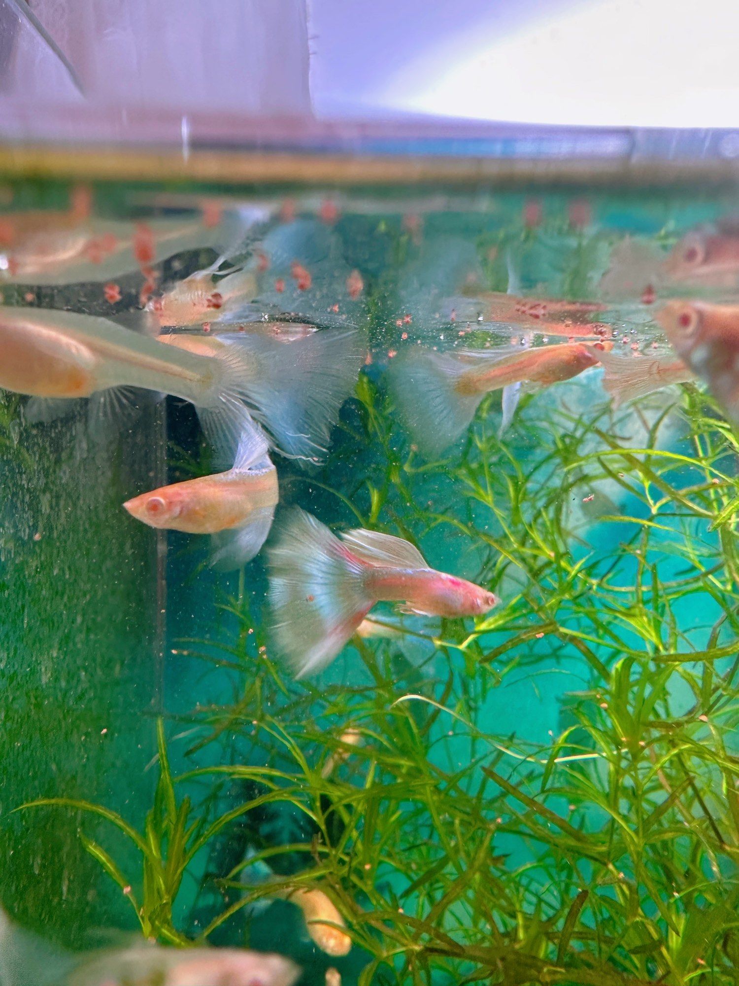 热带鱼的悠游时光,孔雀鱼都长大了!