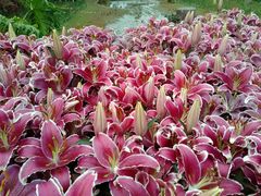-松山湖梦幻百花洲