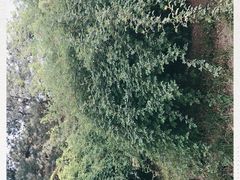 -丰台花园