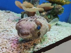 -海合安武汉极地海洋公园