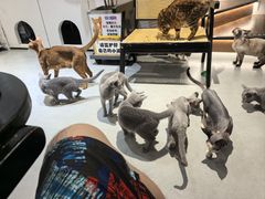 -琪喵猫屋·撸猫猫咖·猫舍