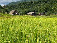 -白川乡与五箇山的合掌构造村落