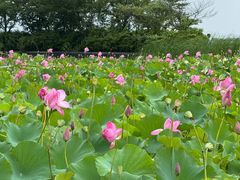 -滆湖低碳生态公园