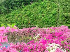 -深圳仙湖植物园-停车场
