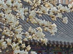 -护国法轮寺