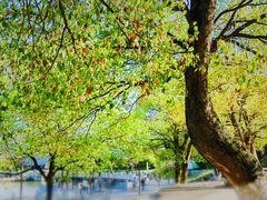 -八大山人梅湖景区