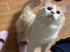 -瑞派康怡24h宠物医院·犬猫医疗中心·微创绝育(瑞景分院)