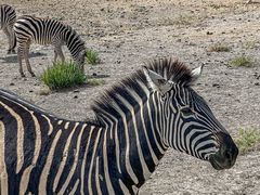 -新疆天山野生动物园