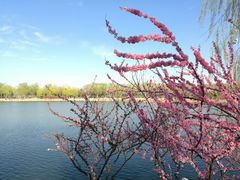 -大兴滨河森林公园