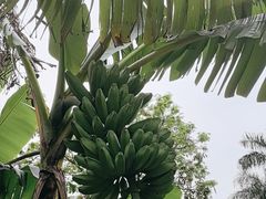 -云溪植物园