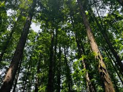 -上海共青森林公园