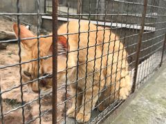 -成都爱之家动物救助中心