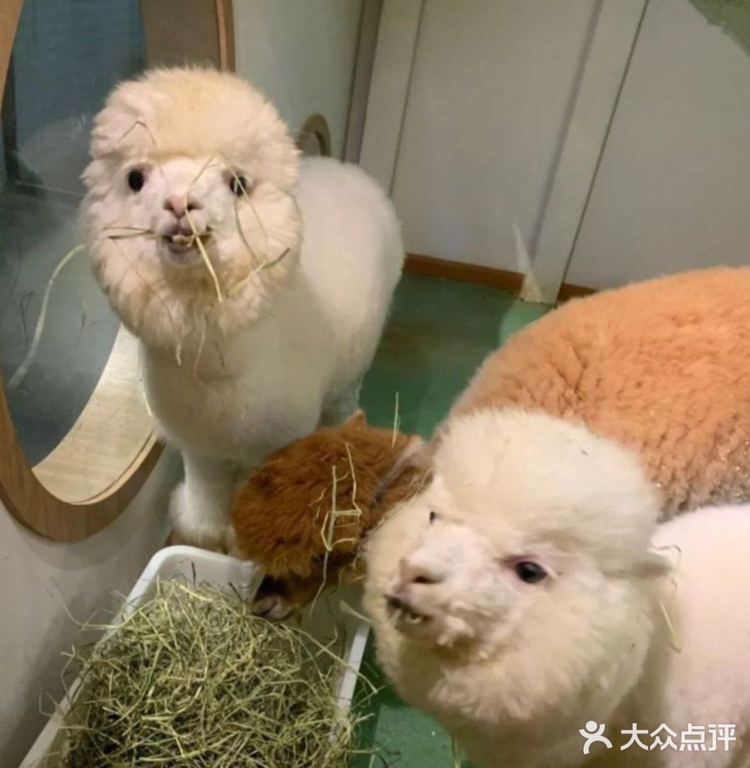 带娃快来和小动物们一起来玩耍吧[亲亲]