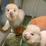 带娃快来和小动物们一起来玩耍吧[亲亲]
