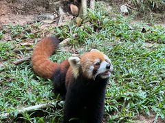 -深圳野生动物园