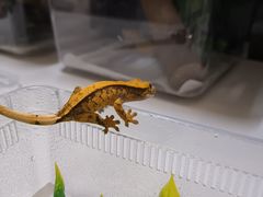 -立德动物医院·异宠·CT·鹦鹉(天河店)