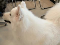 -共舞时光猫咖·狗咖(新街口店)