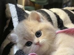 -猫十亿·布偶金渐层·曼基康矮脚猫舍(青年路店)