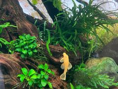 -ADA自然水景世界