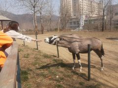 -大连森林动物园