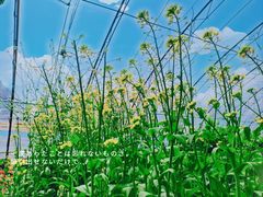 -大自然农场蔬菜草莓采摘园