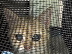 -艾贝尔宠物诊疗