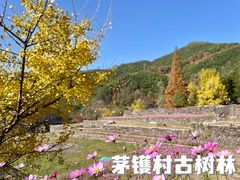 -四明山国家森林公园