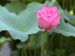 -荔湾湖公园