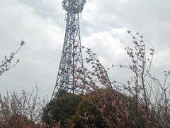 -高东镇樱花园