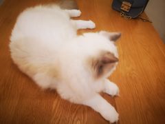 -滚猫咖啡·猫咖·猫友好撸猫(未来城店)