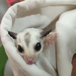 -Moni星球萌宠·小马宝莉·灵蛇·高端高阶全萌宠互动体验俱乐部(红豆国际广场店)