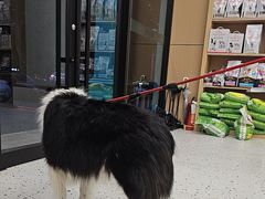 -瑞派康怡24h宠物医院·犬猫医疗中心·微创绝育(瑞景分院)