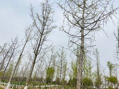 -汉长安城未央宫国家考古遗址公园