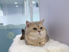 -爱洗澡的猫(望京店)