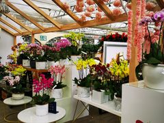 -荷兰花海