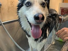 -PETKIT小佩宠物·低压洗护(国顺东路店)