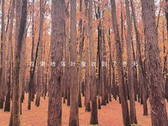 -上海共青森林公园