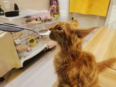 -平行世界·猫咖(首经贸店)