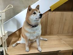 -是阿柴呀！柴犬咖啡·爱喵喵猫咖