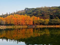 -莲花山公园