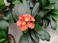 -三圣花乡旅游区