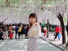 -嘉定紫藤园