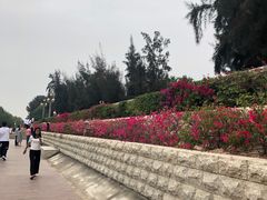 -宝安西湾红树林湿地公园