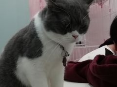 -酷豆宠物咖啡·宠物美食·撸猫馆