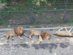 -大连森林动物园