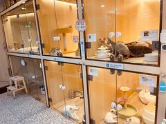 -momokira米努特·德文卷毛猫·棉花面纱犬