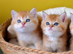 -翊宠yipet猫狗购宠庄园犬舍•猫舍