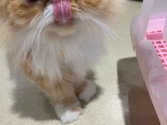 -藏猫猫咖啡主题馆(中央大道店)