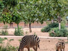 -石家庄市动物园
